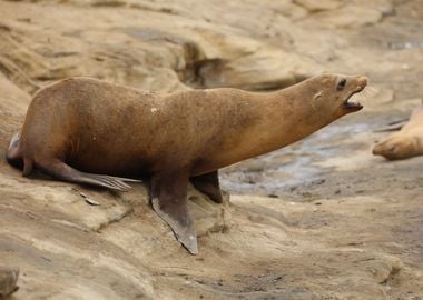 California Sea Lion