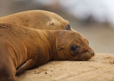 California sea lion