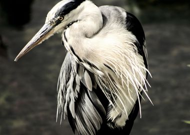 Heron