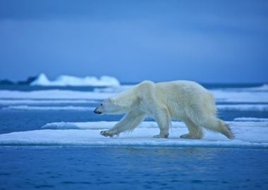 Polar Bear