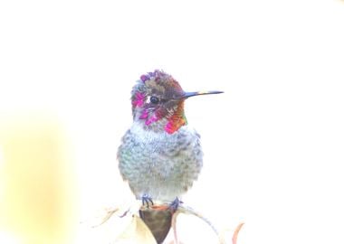 Young Hummingbird