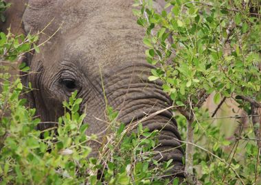 Peek A Boo Elephant