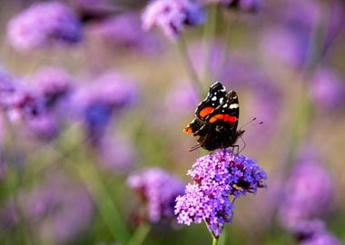 Painted Lady On A Flower