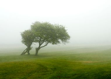 Foggy Landscape