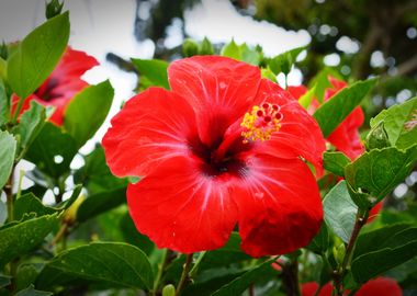 Red Hibiscus Flower