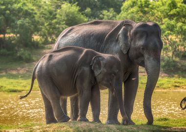 Elephants