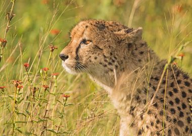 Cheetah