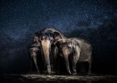 Elephants Artwork