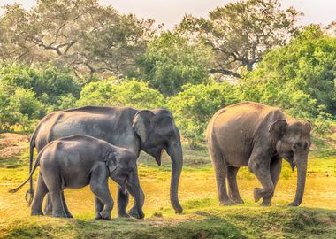 Family Elephants