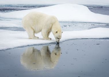 Polar Bear