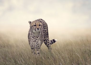 Cheetah