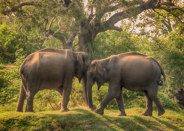 Family Elephants