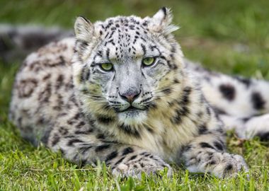 Snow leopard