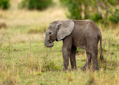 Baby Elephant