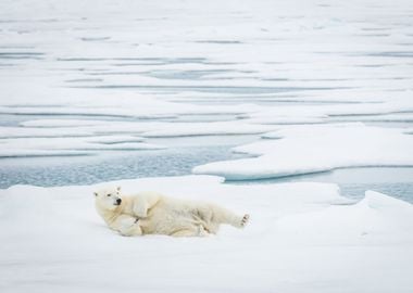 Polar Bear