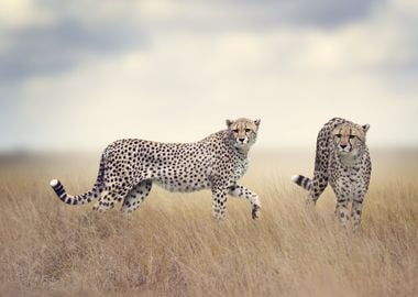 Cheetahs