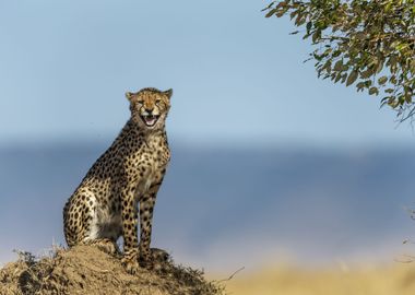 Cheetah