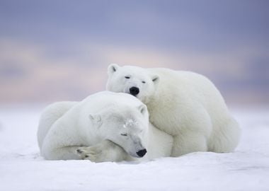 Polar Bears