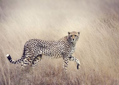 Cheetah