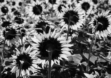 Sunflowers in bw