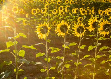 Sunflowers 