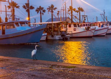 Heron in harbor