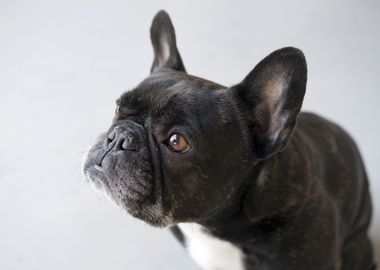 French bulldog