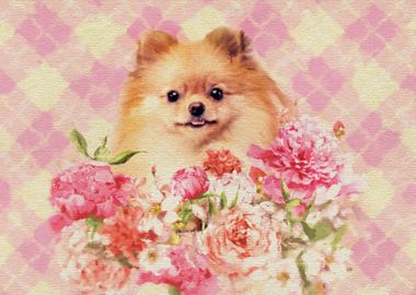 Pomeranian 