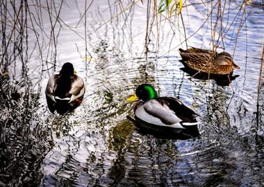 Mallard Ducks