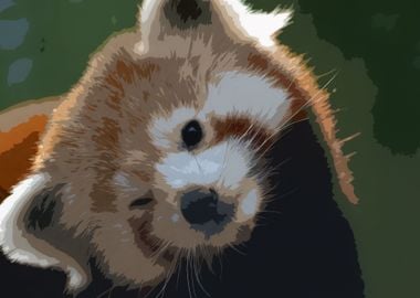 Cute Red Panda