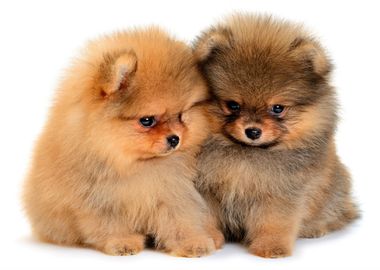 Cute puppies