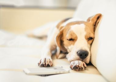 Sleepy Beagle dog