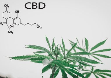 Formulation of the CBD