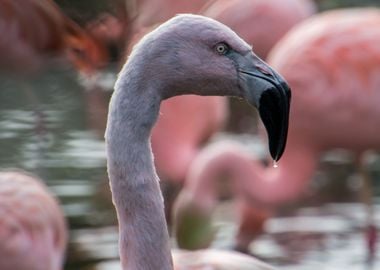 Pink flamingo