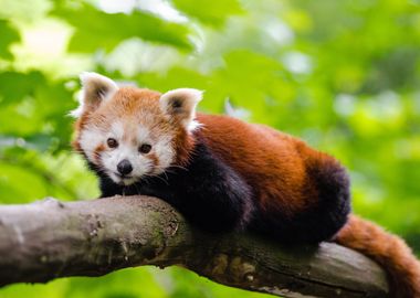 Red Panda