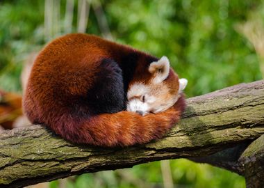 Red Panda