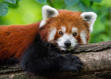 Red Panda