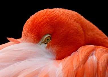 Pink flamingo