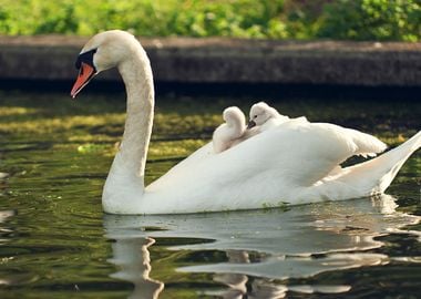 Swans