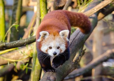 Red Panda