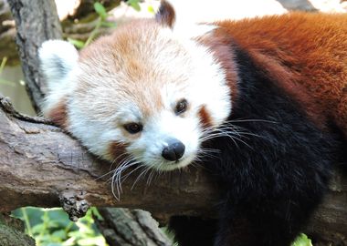 Red Panda