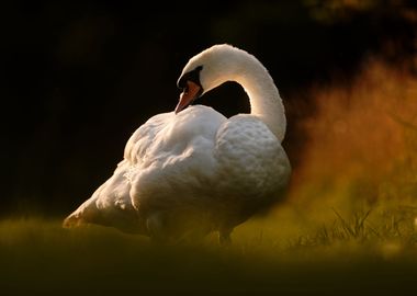 Beautiful Swan