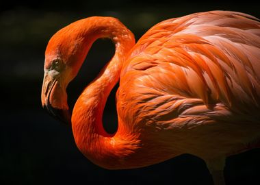 Pink flamingo