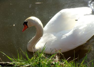 Swan