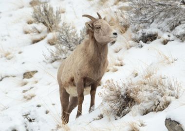 Mountain goat