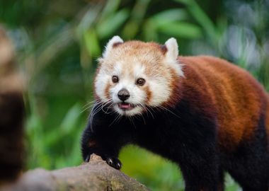 Red Panda