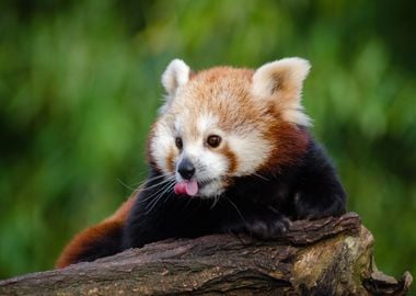 Red Panda