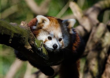 Red Panda