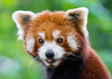 Red Panda