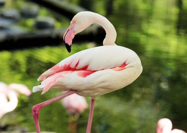 Pink flamingo